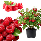 Live Red Raspberry Plant in 4 Inches Pot, 6-8 Inches Tall Berry Bushes, Sweet Raspberries Seedling Outdoor Planting