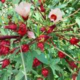 Pack 50 Roselle Seeds, Hibiscus Sabdariffa Seeds for Planting, Roselle Hibiscus Seed for Herbal Garden