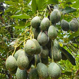 2 HASS Avocado Trees Live Plants Seedling, 5-10" in Tall, Cold Hardy Avocados Plant Tropical, HASS Avocado Plant Stater Size