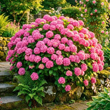 Blue to Pink Hydrangea Plant Live Tree, Rare Color, 4" Pot, Perennial and Hardy Blooming Shrub for Garden Spring Planting