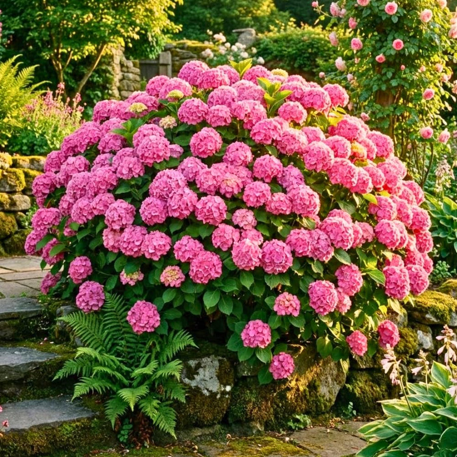 Pink Hydrangea Plant Live Tree, Rare Color, 4" Pot, Perennial and Hardy Blooming Shrub for Garden Spring Planting