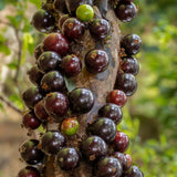 Jaboticaba Tree Plant Live, Black Jaboticaba Fruit Tree, 3 Feet Tall, Well-Rooted for Outdoor Growing