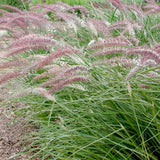 2 Rose Fountain Grass Live Plants, Perennial Grass Clumps for Outdoor Landscaping Growing, Ornamental Grasses Ready to Grow 4-9 Inches