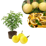 Passionfruit Live Plant 10-12″ Tall, Passion Fruit Vine, Fast Growing Tropical Vine, Outdoor or Container Growing (Yellow)