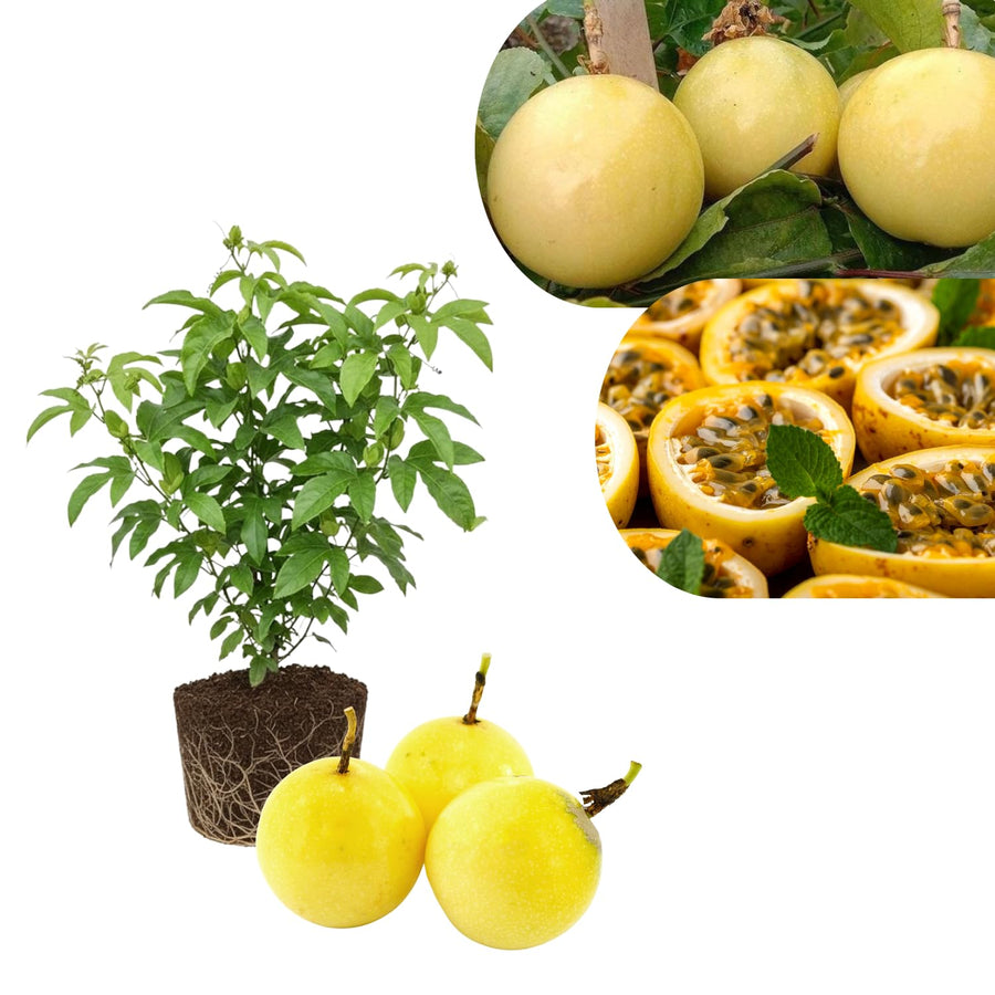 Passionfruit Live Plant 10-12″ Tall, Passion Fruit Vine, Fast Growing Tropical Vine, Outdoor or Container Growing (Yellow)