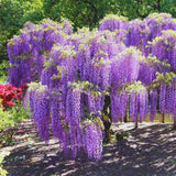 2 Purple Wisteria Trees Live Plant, Purple Wisteria Plant Live 6-12 Inch Tall, Wisteria Vine Live Plant, Fragrant Flowers, in Pots