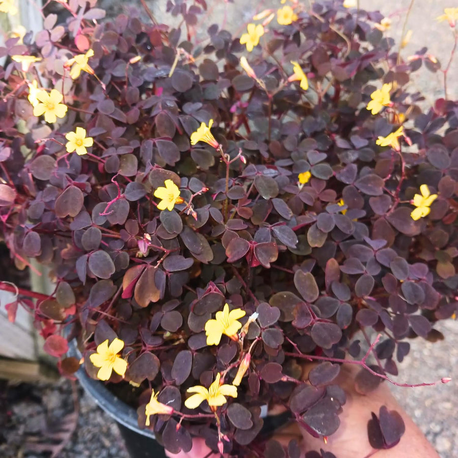 Burgundy Oxalis Triangularis Plant Live, 5-8 Inch Tall Shamrock Houseplant, Indoor Decorative Foliage Plant, No Pot, Yellow Flowers
