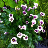 Set 3 White Purple Calla Lily Bulbs for Outdoor Planting, Ornamental Flowers for Patio Pots, Landscape Borders and Garden, Flower Bulbs for Growing