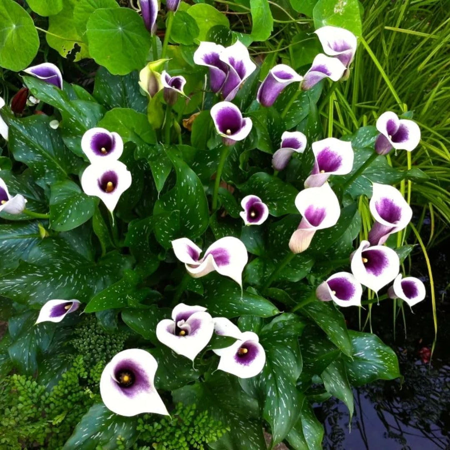 Set 3 White Purple Calla Lily Bulbs for Outdoor Planting, Ornamental Flowers for Patio Pots, Landscape Borders and Garden, Flower Bulbs for Growing