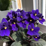 African Violets Live Plant 4-8 Inches Tall, 4 Inch Pot, African Violets Plants Live, Flowering Houseplant for Planting (Blue African Violets)