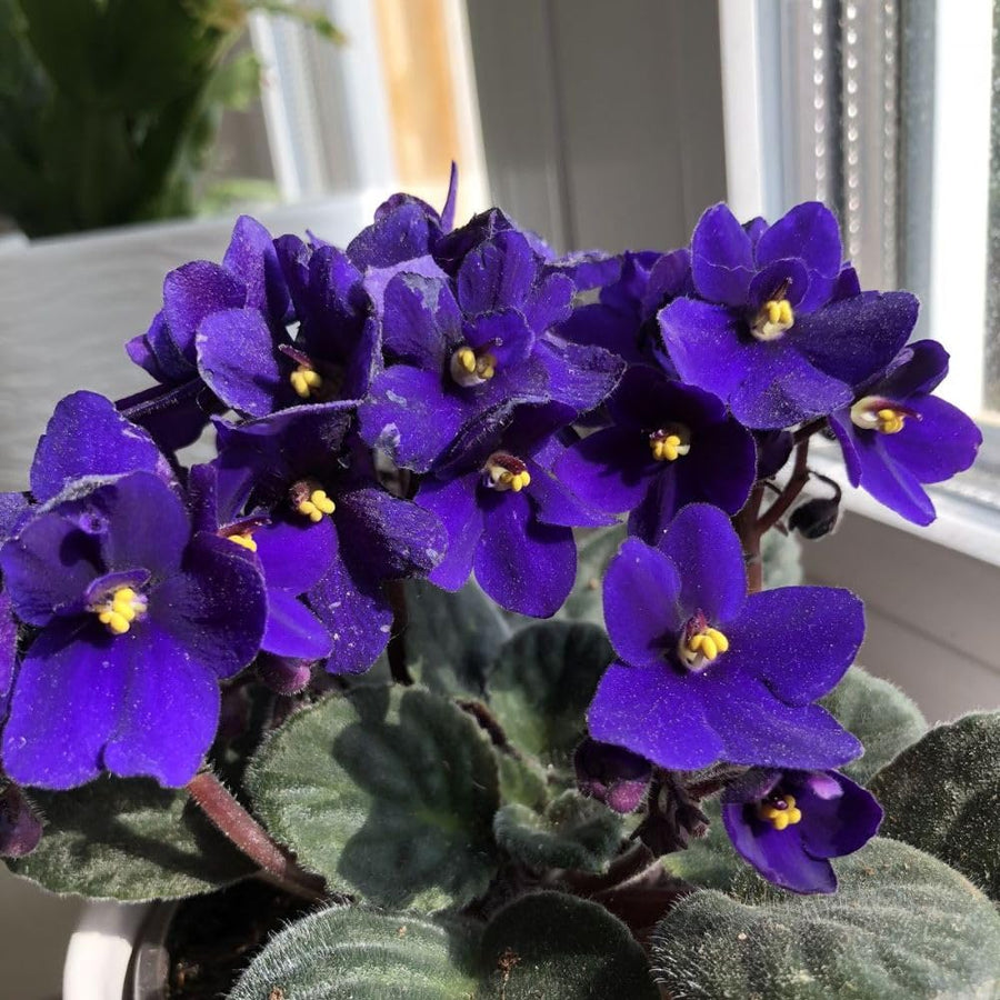 African Violets Live Plant 4-8 Inches Tall, 4 Inch Pot, African Violets Plants Live, Flowering Houseplant for Planting (Blue African Violets)