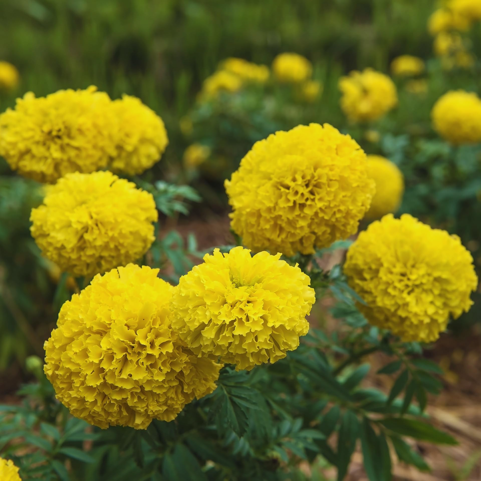 Yellow Marigold Plants Live, 3 Starter Plant, Live Marigold Flower Plants Indoor or Outdoors Growing Planting Gardening