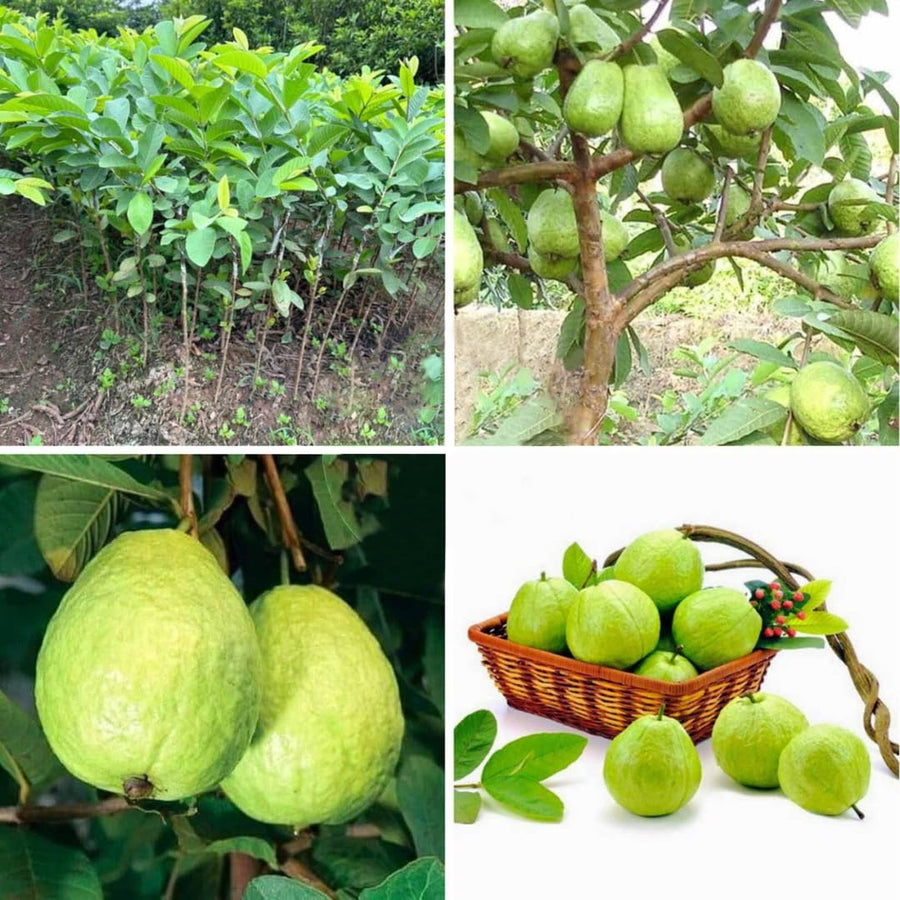 3 White Guava Trees Live Plants, 6-8" in 4" Pot, Sweet White Guava Trees for Gardening
