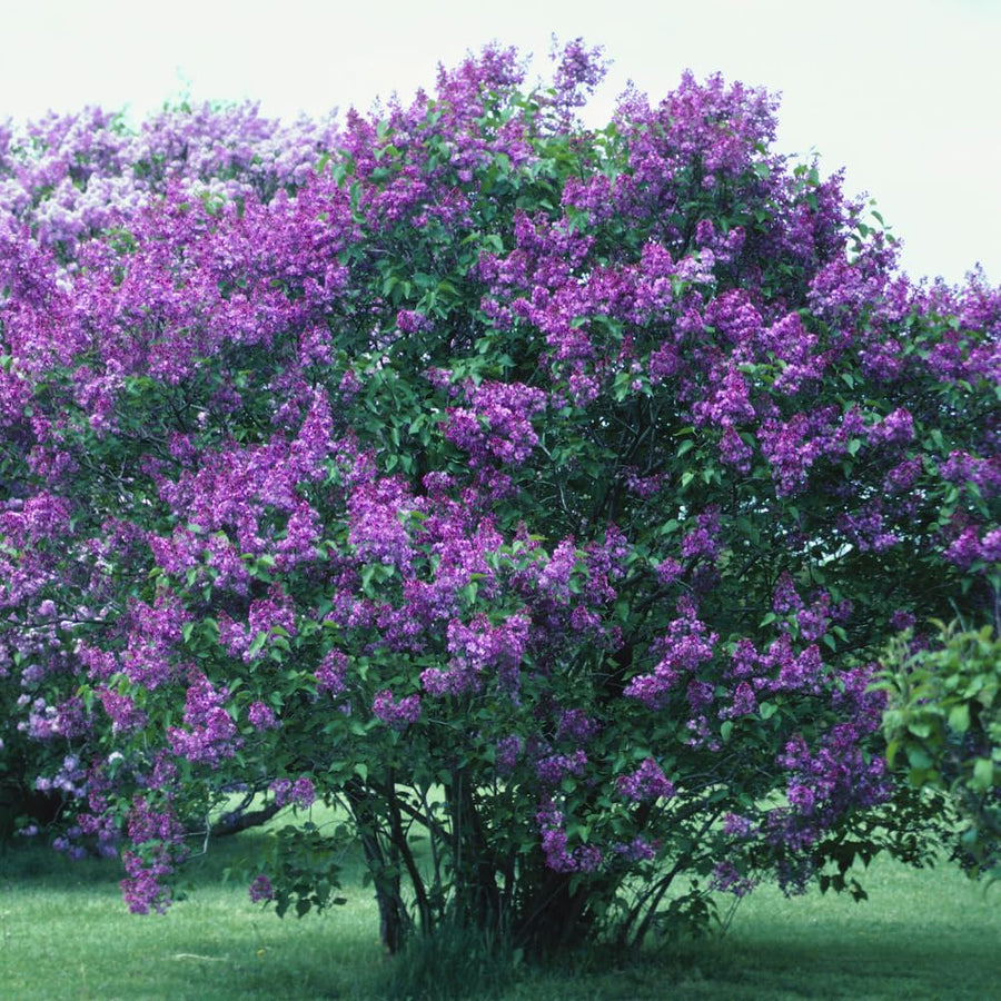 Fragrant Common Lilac Shrub in 4 Inch Pot, Live Purple Lilac Plant, Easy Grow Ornamental, Indoro Outdoor Planting