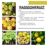 Yellow Passion Fruit Plant Live, 10-12 Inches Tall in 4 Inch Pot, Passiflora Tropical Vine for Outdoor Growing, Passionfruit Seedling