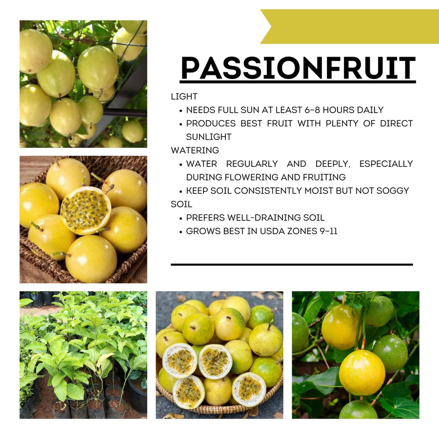 Yellow Passion Fruit Plant Live, 10-12 Inches Tall in 4 Inch Pot, Passiflora Tropical Vine for Outdoor Growing, Passionfruit Seedling