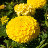 Yellow Marigold Plant 4" Pot, Live Marigold Flowering Garden Plants for Indoor Outdoor Growing, Hardy Outdoor Plants