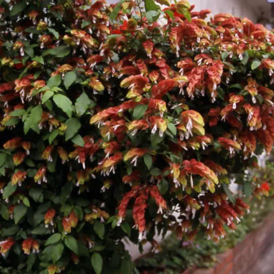 2 Red Shrimp Plants Live, Live Shrimp Plants, 4 to 6 Inc Tall, Shrimp Live Plants for Garden, 2 Plants Indoor Outdoor