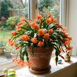 Easter Cactus Live Plant, Easter Cactus Plant 5 Inches in Height, 4 Inch Pot, Bright Bloom Flowering Houseplant for Planting (Orange)