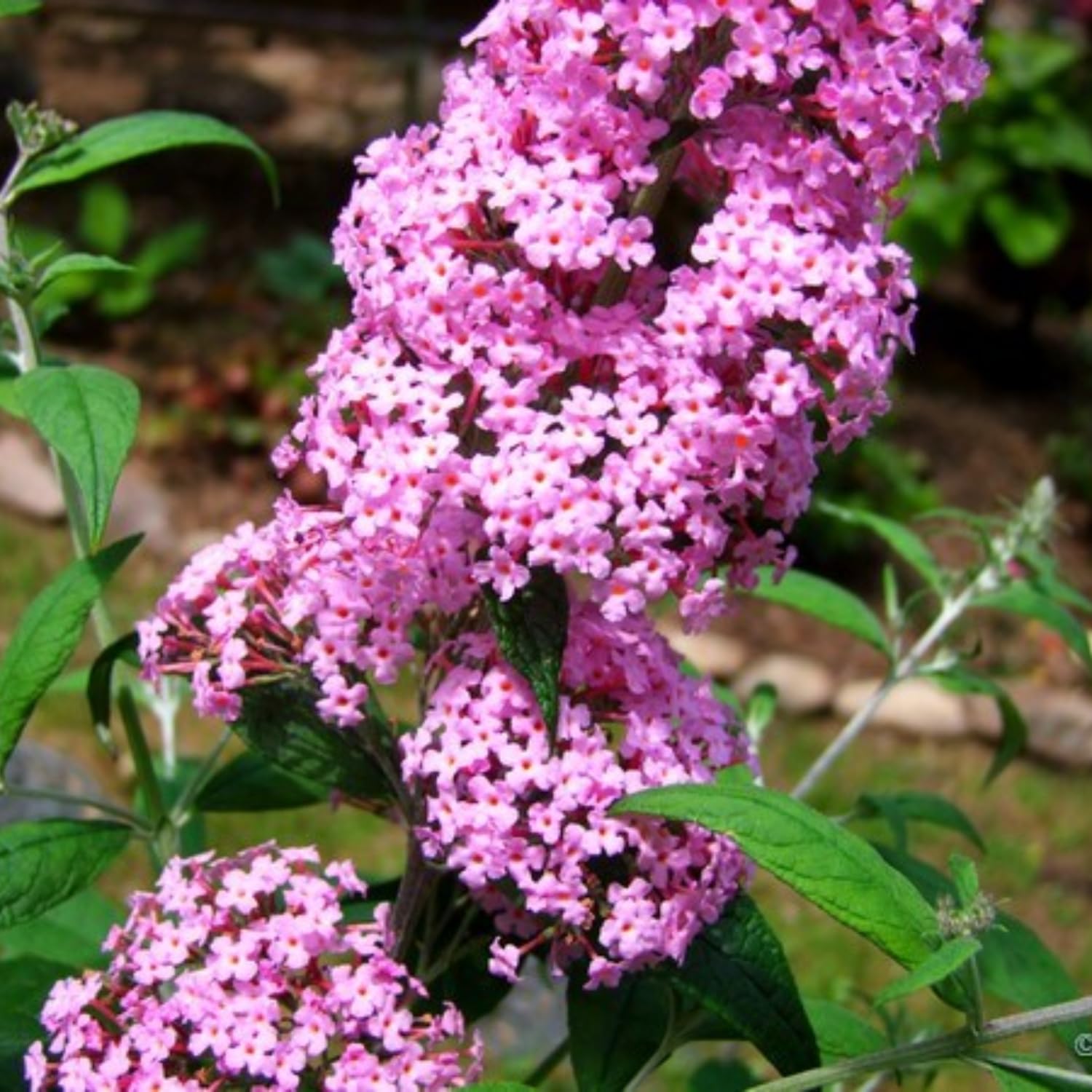 Butterfly Bush Plant for Plant, Size 5 to 7 Inch Tall Plant, Without Pot, Butterfly Bushes Plant (Pink Flowers)