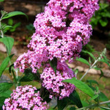 Butterfly Bush Plant for Plant, Size 5 to 7 Inch Tall Plant, Without Pot, Butterfly Bushes Plant (Pink Flowers)