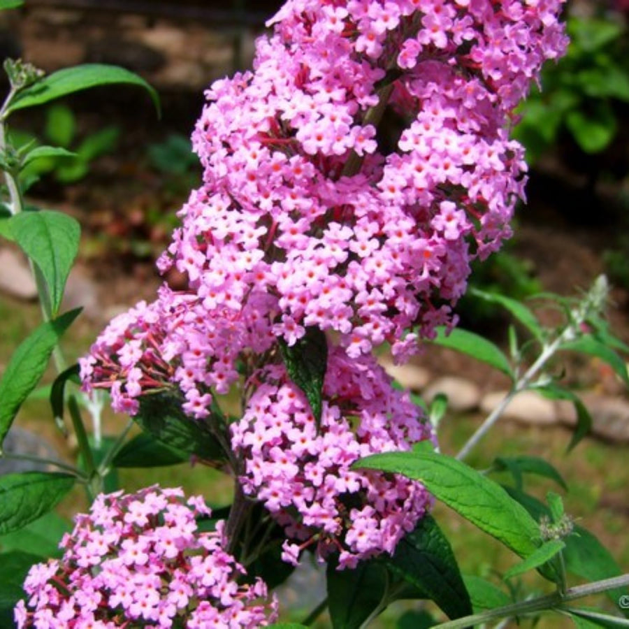 Butterfly Bush Plant for Plant, Size 5 to 7 Inch Tall Plant, Without Pot, Butterfly Bushes Plant (Pink Flowers)