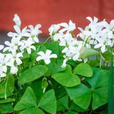 Green Oxalis Shamrock Plant, in 3.5" Pot, Hardy Perennial for Indoor Outdoor Growing