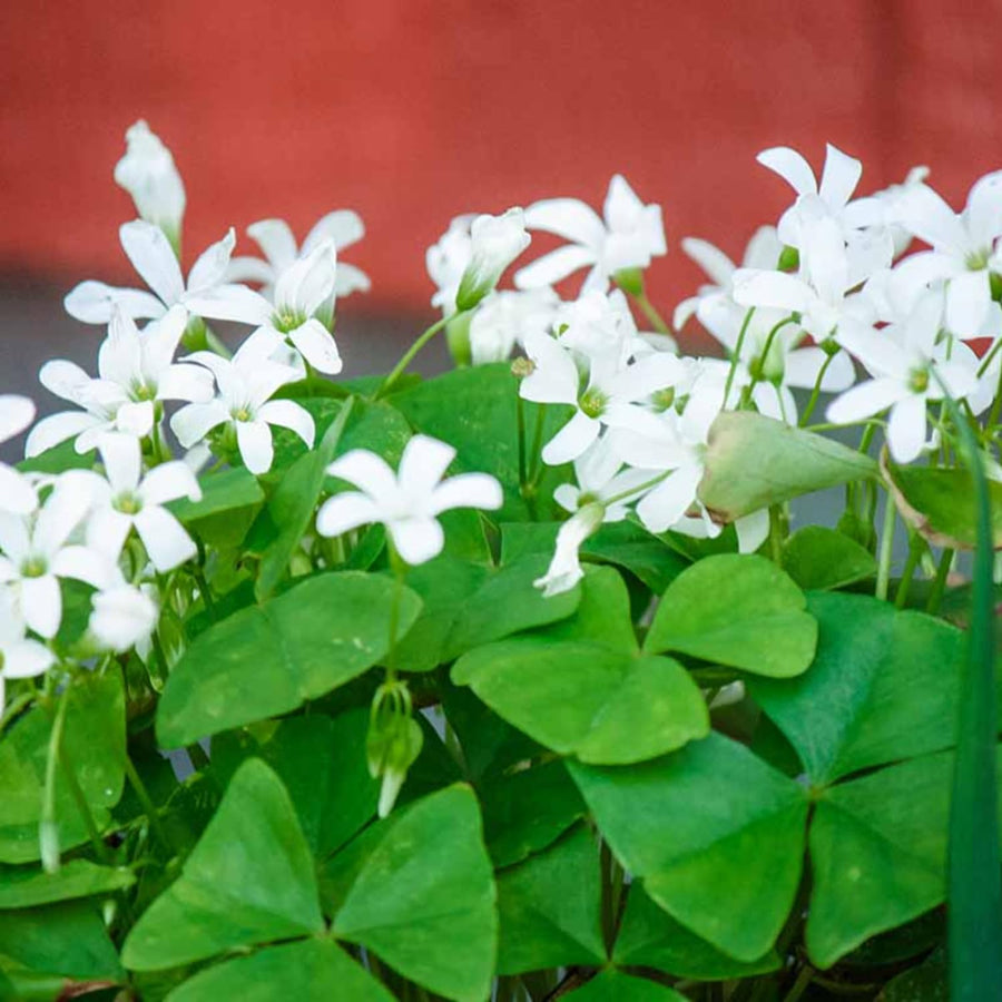 Green Oxalis Shamrock Plant, in 3.5" Pot, Hardy Perennial for Indoor Outdoor Growing