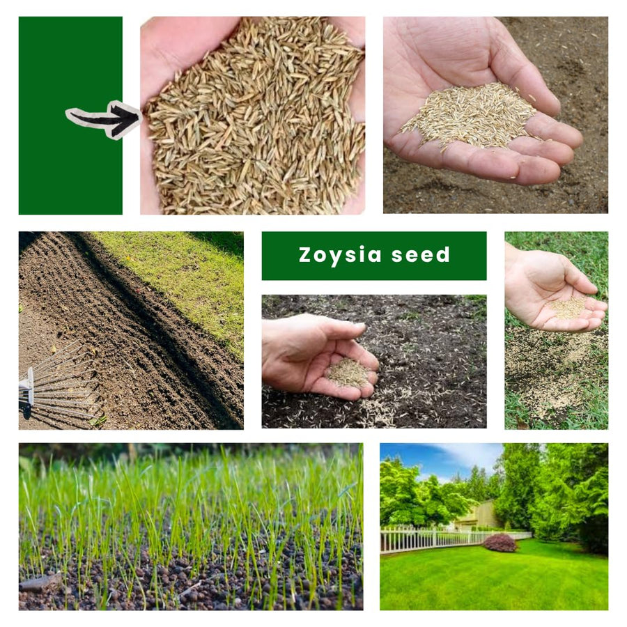 10000 Emerald Zoysia Grass Seeds for Lawn, Emerald Zoysia Grass Seeds, Lawngrass Seed, Drought Tolerant for Outdoor Lawn and Garden