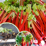 5 L Size Rhubarb Plants for Planting, Fast-Growing Rhubarb Crowns Root Division Plant, High Yield, Rich Flavor, Red Stalks