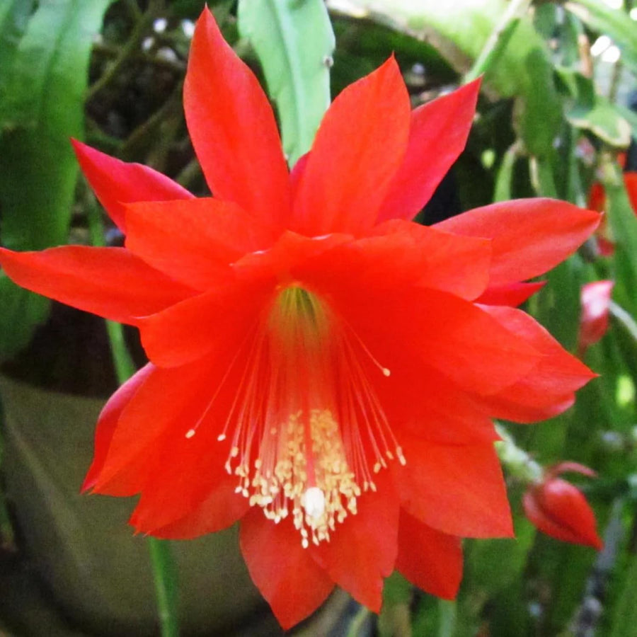 Epiphyllum Orchid Cactus Live Plant, 2 Plants Per Pot, Blooming Orchid Cactus for Indoor or Outdoor Growing (Red Epiphyllum)