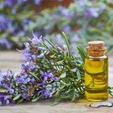 200 Rosemary Seeds, Herb Seeds for Planting in Garden