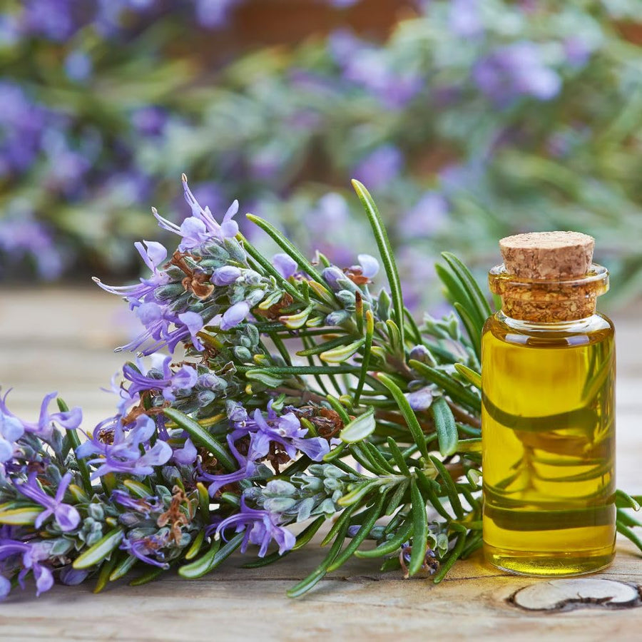 200 Rosemary Seeds, Herb Seeds for Planting in Garden