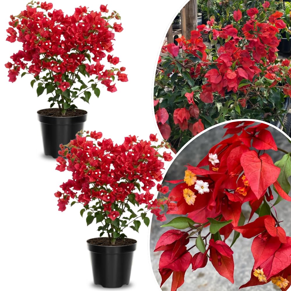 2 Red Bougainvillea Plants Live, Perennial Bougainvillea Flowers Vine, Outdoor Garden Planting 5-9 Inches