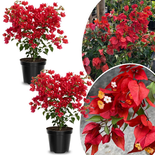 2 Red Bougainvillea Plants Live, Perennial Bougainvillea Flowers Vine, Outdoor Garden Planting 5-9 Inches