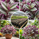 Wandering Jew Plant Live, Tradescantia Nanouk Plant Live 4-7 Inch Tall, Colorful Purple Pink Foliage for Indoor Outdoor Houseplant