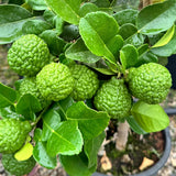 Green Lime Tree Live, 2-3 Feet Tall Grafted Citrus Plant, Lime Tree for Outdoor or Indoor Growing