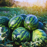 2 Red Watermelon Plants Live from 5 Inc Tall, Sweet Fruit Plant Gardening, Watermelon Live Plant Potted