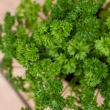 Live Parsley Plants, Parsley Plant Live for Planting Outdoor Garden, 4 to 6 Inches Tall in Pot