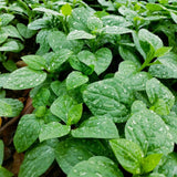 50+ Green Malabar Spinach Seeds for Planting, Mong TOI Poi Sang Ceylon Seeds, Large Leaf Vegetable Seeds for Garden
