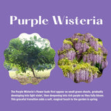 Purple Wisteria Tree Live Plant, Wisteria Live Plant, Purple Flower, 3-5 Inches Tall in 2.5 Inch Pot for Planting, Dormant in Winter