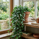 English Ivy Live Plants in 4'' Pot, Hardy Ivy Vine Plant for Trellis, Ground Cover, Live Indoor Houseplants