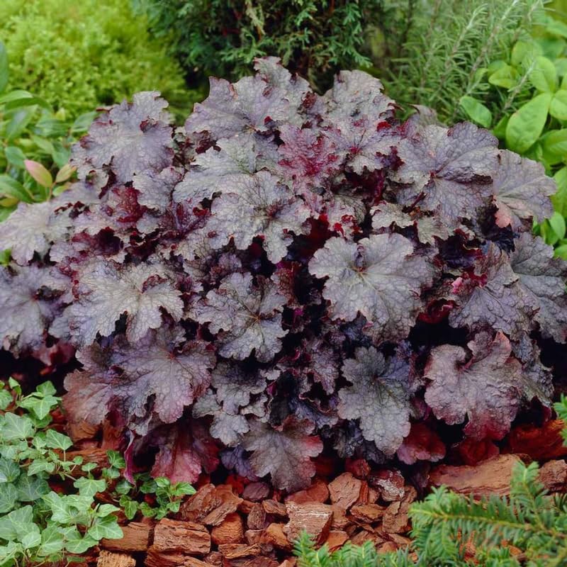 Heuchera Live Plant, Coral Bells Shrubs Perennial, Well Rooted Plants 4-7 Inch Tall