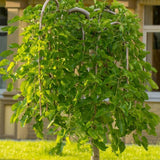 Dwarf Mulberry Plant Live - Size 5-9 Inch Tall - Sweet Mulberry Tree Live Plant