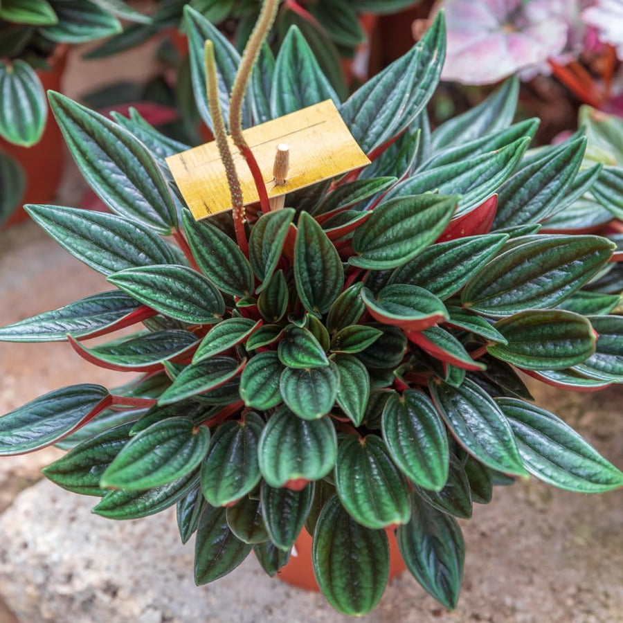 Peperomia Live Plant, Peperomia Plant Live, 4 Inc Potted