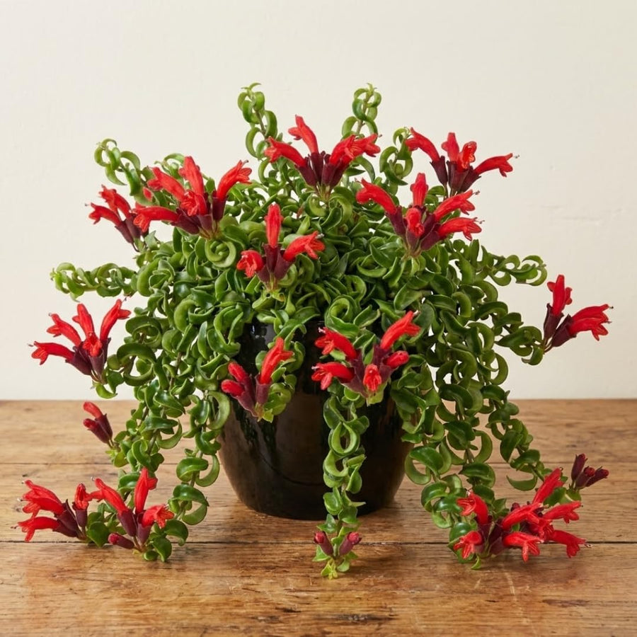 Aeschynanthus Curly Lipstick Plant Live in 4" Pot, Red Twisted Lipstick Houseplant Trailing for Indoor Decor