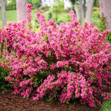 2 Pink Weigela Plant Live Tree in 4-Inch Pot, 6–9 Inches Tall, Hardy Ornamental Weigela for Garden, Patio, or Outdoor Landscaping