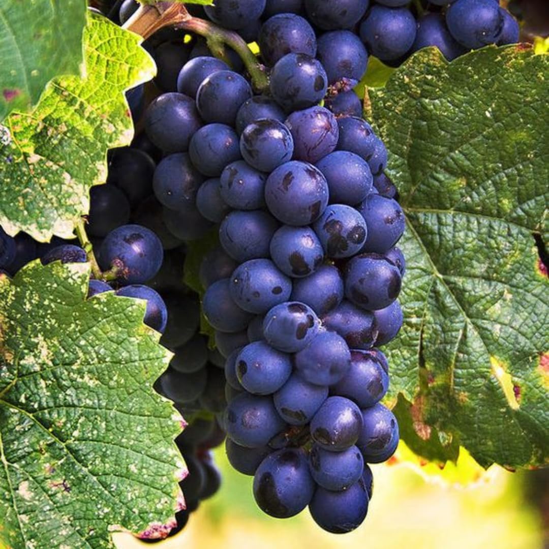 Blue Black Seedless Grape Vines Trees Live Plants, Well-Rooted 1 to 2 Years Old, Grapes Plant Live for Outdoor Planting, Zones 3-9