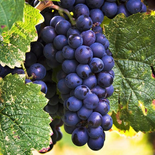 Blue Black Seedless Grape Vines Trees Live Plants, Well-Rooted 1 to 2 Years Old, Grapes Plant Live for Outdoor Planting, Zones 3-9