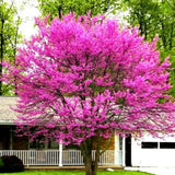 Eastern Redbud Tree Live, 1-2 Year Old, Pink Purple Redbud Plant 16-24” Tall, Hardy Flowering Landscape Trees